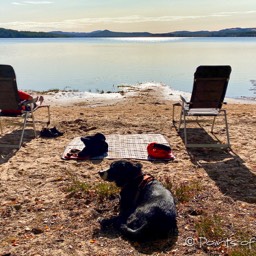 Gut, wenn dem Hund eine Decke hingelegt wird... er achtet darauf sie nicht schmutzig zu machen ;)