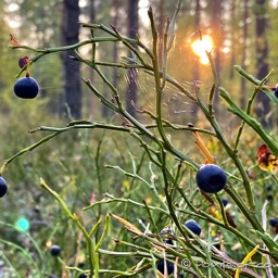 der Wald ist voll mit Heidelbeeren