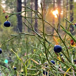 der Wald ist voll mit Heidelbeeren