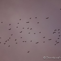 Die Vogelschar sammelt sich