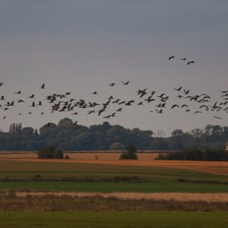 Die Vogelschar sammelt sich