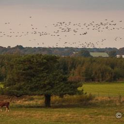 Die Vogelschar sammelt sich