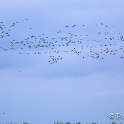 Die Vogelschwärme sammeln sich