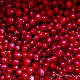 frisch gesammelte Preiselbeeren...