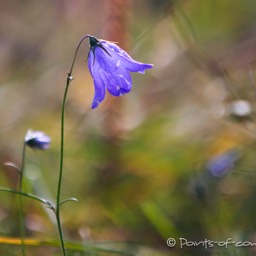 Auch die Wiesenblumen sind noch da...