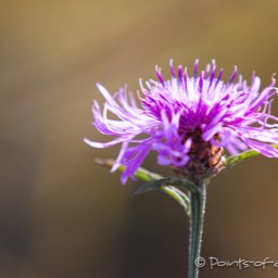 Auch die Wiesenblumen sind noch da...