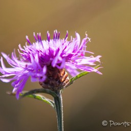 Auch die Wiesenblumen sind noch da...