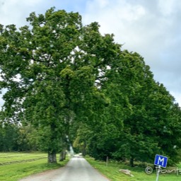 Unseren heutigen Nachtplatz erreichen wir über eine tolle Allee