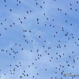 Die Vögel sammeln sich zur Abreise gen Süden...