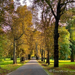 Kastanienallee im Schlosspark Putbus