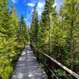 Stege führen über das Hochmoor