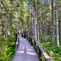 Stege führen über das Hochmoor