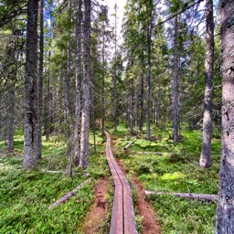 kleine Stege führen durch den Wald