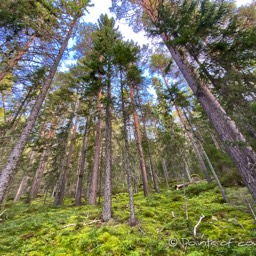 durch wunderschöne Wälder