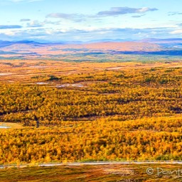 Unsere Aussicht in Kiruna auf die gelbe Tundra