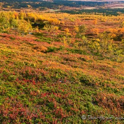 Die Tundra ist gelb - rot gefärbt