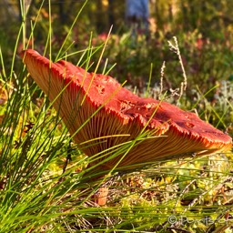 Pilze wachsen wie verrückt