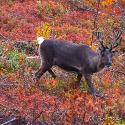 Rentiere in der gefärbten Tundra