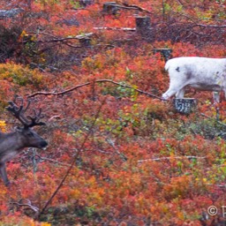 Rentiere in der gefärbten Tundra