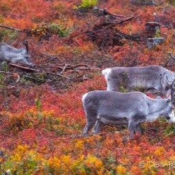 Rentiere in der gefärbten Tundra