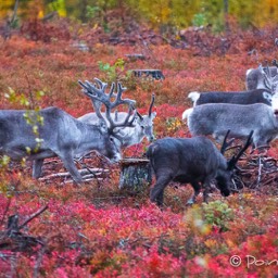 Rentiere in der gefärbten Tundra