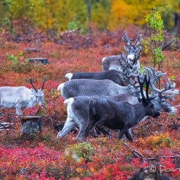 Rentiere in der gefärbten Tundra