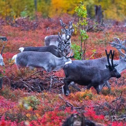 Rentiere in der gefärbten Tundra