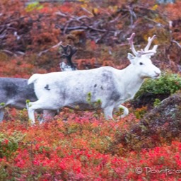 Rentiere in der gefärbten Tundra