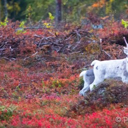 Rentiere in der gefärbten Tundra