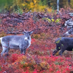 Rentiere in der gefärbten Tundra