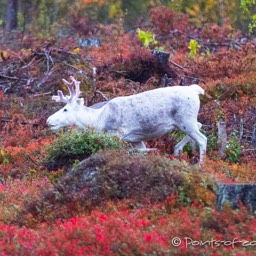 Rentiere in der gefärbten Tundra