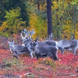 Rentiere in der gefärbten Tundra