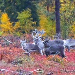 Rentiere in der gefärbten Tundra