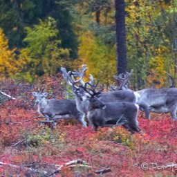 Rentiere in der gefärbten Tundra