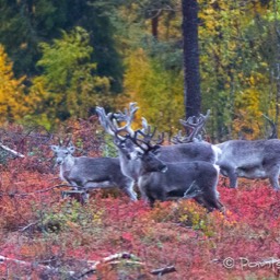 Rentiere in der gefärbten Tundra