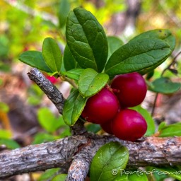 Es hat Preiselbeeren im Überfluss