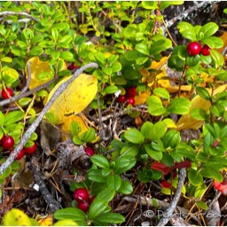 Es hat Preiselbeeren im Überfluss