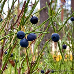 die Heidelbeeren wollen gesammelt werden :)