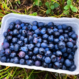 die Heidelbeeren wollen gesammelt werden :)