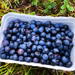 die Heidelbeeren wollen gesammelt werden :)