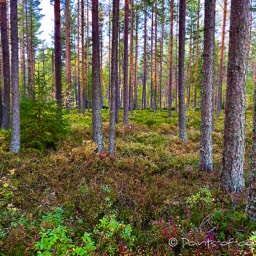 Der Wald ist voller Heidelbeeren